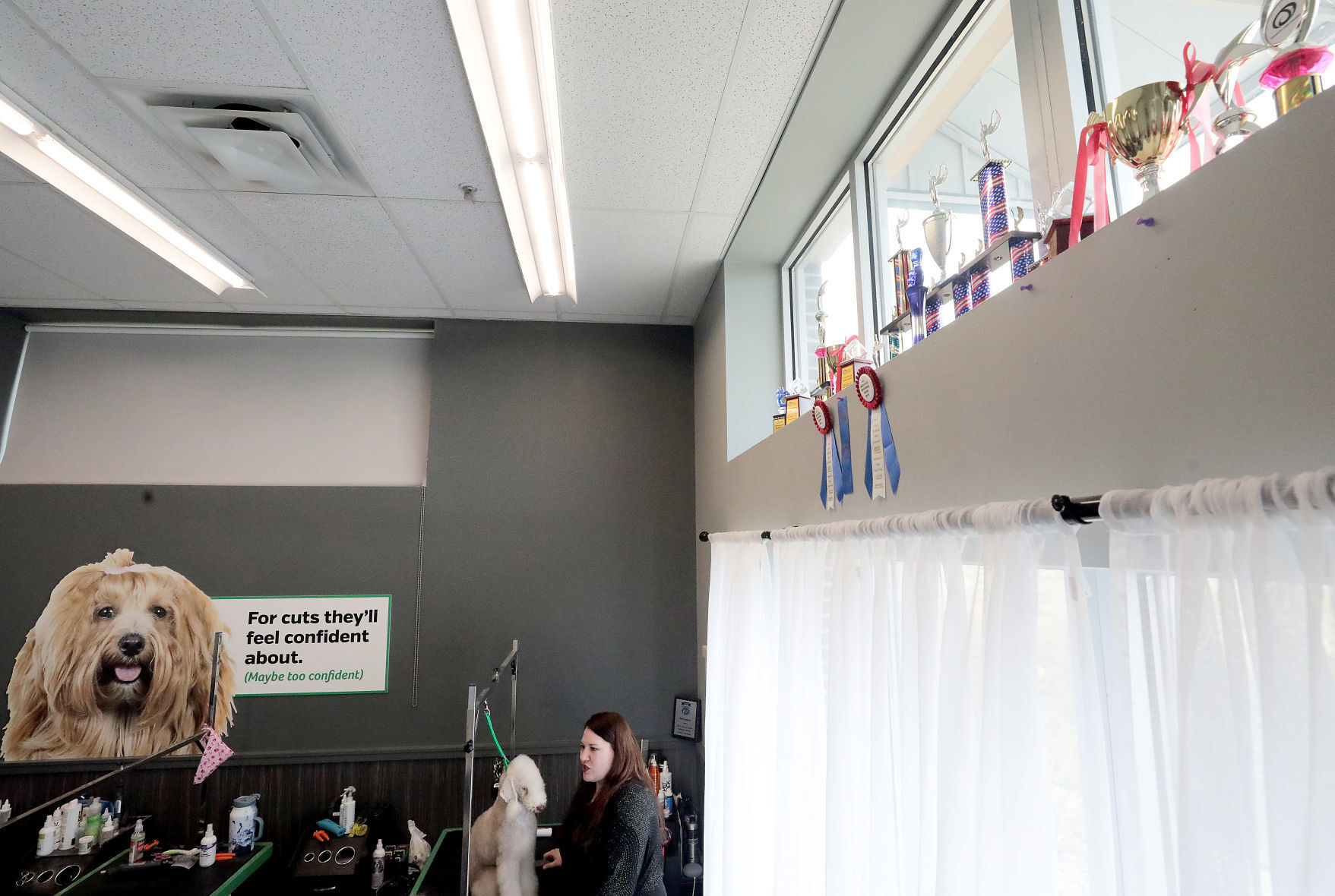 Grooming awards in pet salon